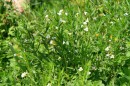 Gottesgnadenkraut - Gratiola officinalis * 1156 x 770 * (408KB)